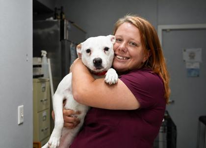 MIKO - Mixed Breed, Large (over 44 lbs fully grown) / Mix available for adoption