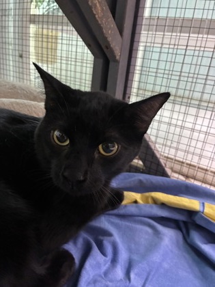 BERLIN - Domestic Shorthair / Mix available for adoption