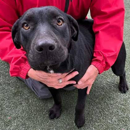 LADYBUG AKA HOLLY - Mixed Breed, Medium (up to 44 lbs fully grown) / Mix available for adoption