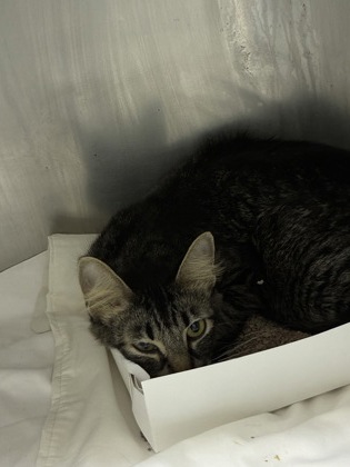 PRECIOUS - Domestic Shorthair / Mix available for adoption