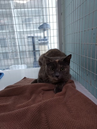 ARETHA - Domestic Shorthair / Mix available for adoption