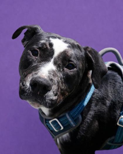 TEXAS - Mixed Breed, Large (over 44 lbs fully grown) / Mix available for adoption