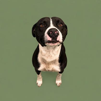 GOOFY+ - Mixed Breed, Large (over 44 lbs fully grown) / Mix available for adoption