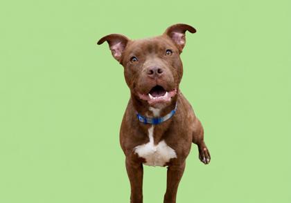 PATRICK - Mixed Breed, Large (over 44 lbs fully grown) / Mix available for adoption