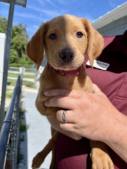 SUMMER - Mixed Breed, Small (under 24 lbs fully grown) / Mix available for adoption