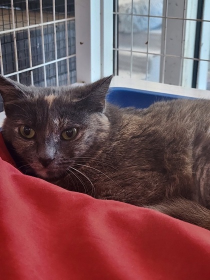 ARETHA - Domestic Shorthair / Mix available for adoption