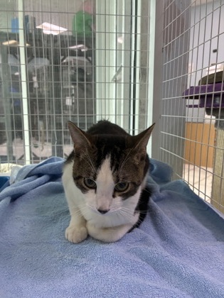 CALLAHAN - Domestic Shorthair / Mix available for adoption