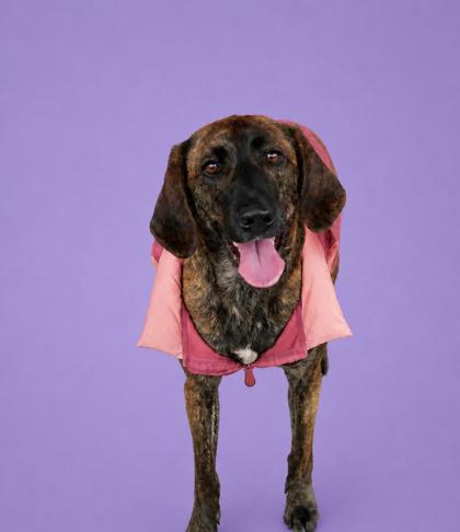 BARBARA JEAN++ - Mixed Breed, Medium (up to 44 lbs fully grown) / Mix available for adoption