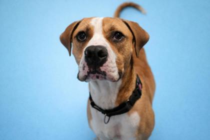 YOSHI - Mixed Breed, Large (over 44 lbs fully grown) / Mix for adoption in Jacksonville