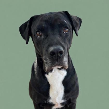 BAGHEERA - Mixed Breed, Large (over 44 lbs fully grown) / Mix for adoption in Jacksonville