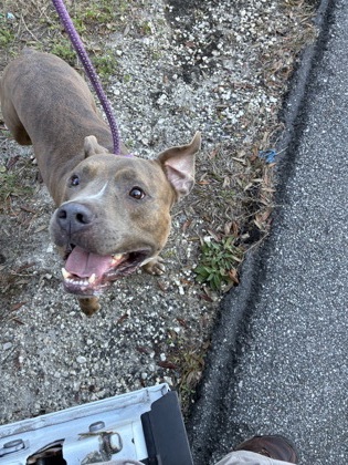 RAMBO - Mixed Breed, Large (over 44 lbs fully grown) / Mix available for adoption