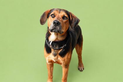 BARNEY - Mixed Breed, Large (over 44 lbs fully grown) / Mix available for adoption