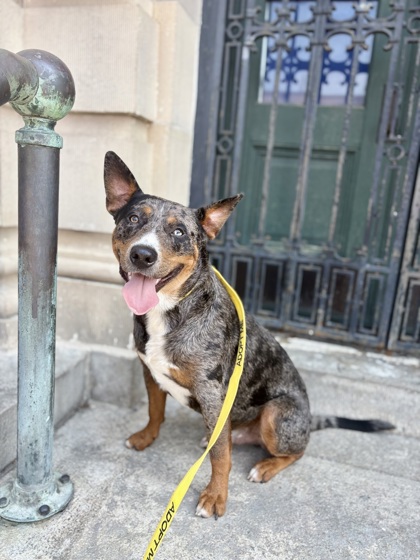 HOMEBOY - Mixed Breed, Large (over 44 lbs fully grown) / Mix available for adoption