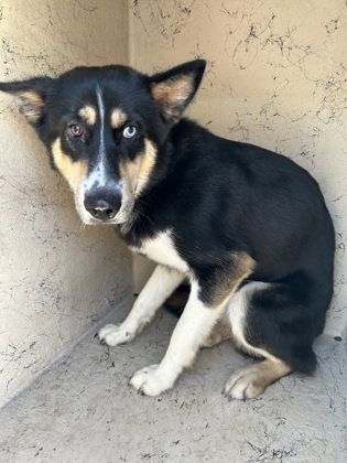 LEROY JENKINS - Mixed Breed, Medium (up to 44 lbs fully grown) / Mix available for adoption