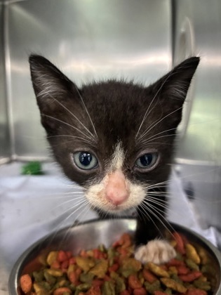 DOZER - Domestic Shorthair / Mix available for adoption