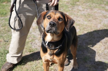 BARNEY - Mixed Breed, Large (over 44 lbs fully grown) / Mix available for adoption