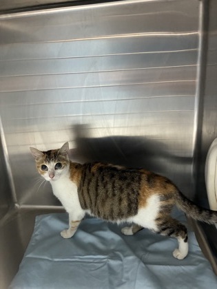 KAYLA - Domestic Shorthair / Mix available for adoption