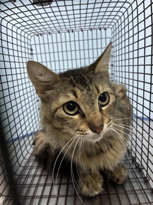 ALEXIS - Domestic Shorthair / Mix available for adoption