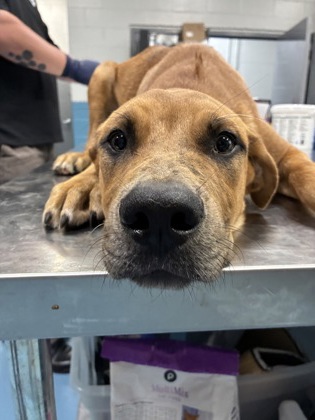 JULES - Mixed Breed, Large (over 44 lbs fully grown) / Mix available for adoption
