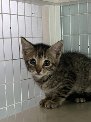 MALYNN - Domestic Shorthair / Mix available for adoption