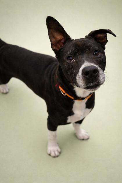 PAWS - Mixed Breed, Medium (up to 44 lbs fully grown) / Mix for adoption in Jacksonville