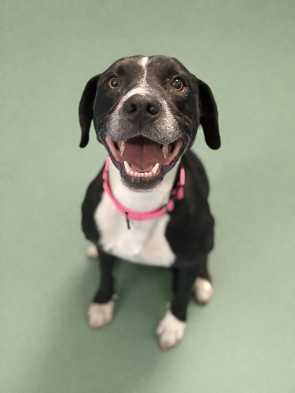 FRISKA - Mixed Breed, Medium (up to 44 lbs fully grown) / Mix for adoption in Jacksonville