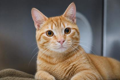 UNO - Domestic Shorthair / Mix available for adoption