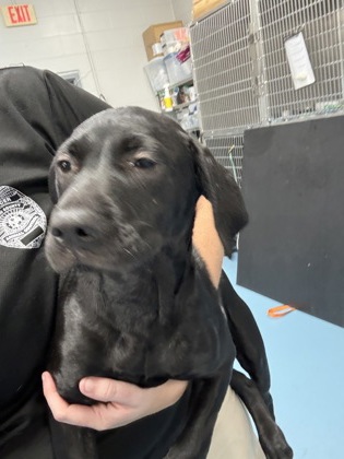NOVA - Mixed Breed, Medium (up to 44 lbs fully grown) / Mix available for adoption