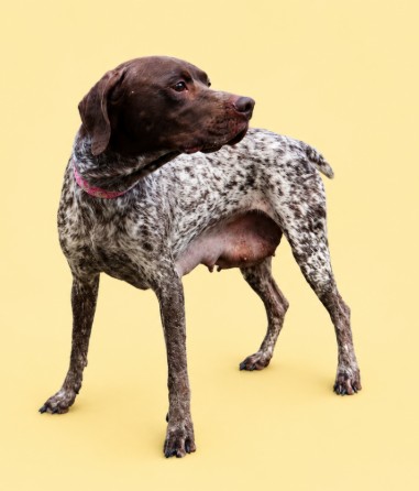 MAGGIE - Mixed Breed, Large (over 44 lbs fully grown) / Mix available for adoption