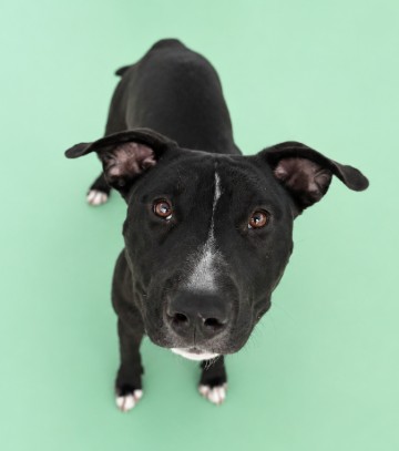 LUNA - Mixed Breed, Medium (up to 44 lbs fully grown) / Mix available for adoption