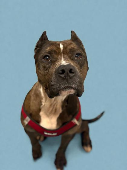 LUCKY - Mixed Breed, Large (over 44 lbs fully grown) / Mix available for adoption