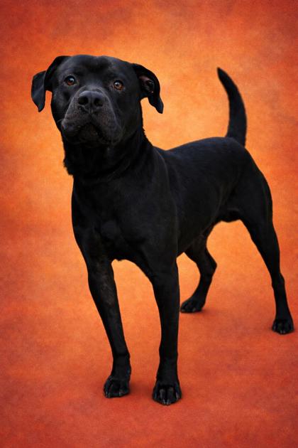 DAREDEVIL+ - Mixed Breed, Large (over 44 lbs fully grown) / Mix for adoption in Jacksonville