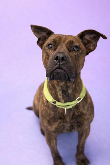 FREYA - Mixed Breed, Large (over 44 lbs fully grown) / Mix available for adoption