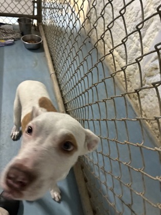 CHARMELEON - Mixed Breed, Medium (up to 44 lbs fully grown) / Mix available for adoption