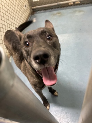 WATSON - Mixed Breed, Large (over 44 lbs fully grown) / Mix available for adoption