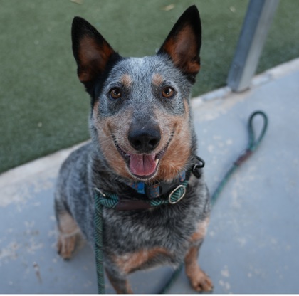 BAYLER - Mixed Breed, Medium (up to 44 lbs fully grown) / Mix available for adoption