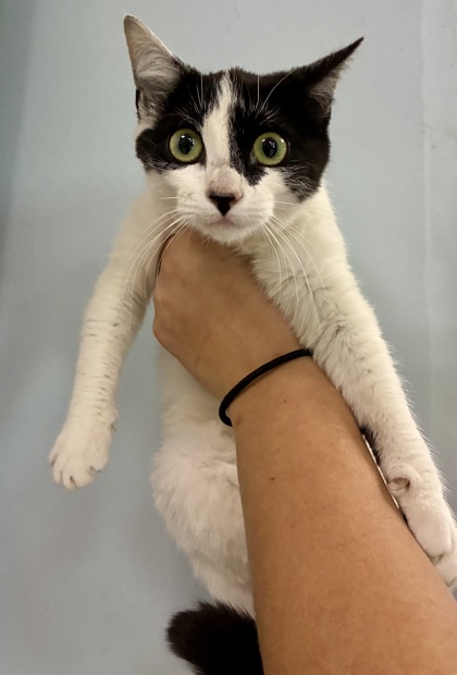 PEPPER - Domestic Shorthair / Mix available for adoption