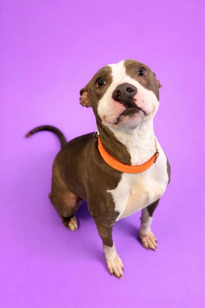 TACO - Mixed Breed, Medium (up to 44 lbs fully grown) / Mix available for adoption