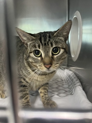 KNIES - Domestic Shorthair / Mix available for adoption