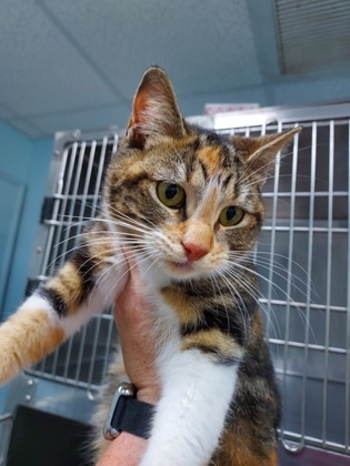 MOLASSES - Domestic Shorthair / Mix available for adoption