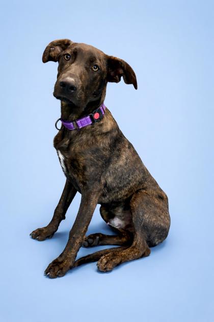 SLINKY - Mixed Breed, Large (over 44 lbs fully grown) / Mix available for adoption