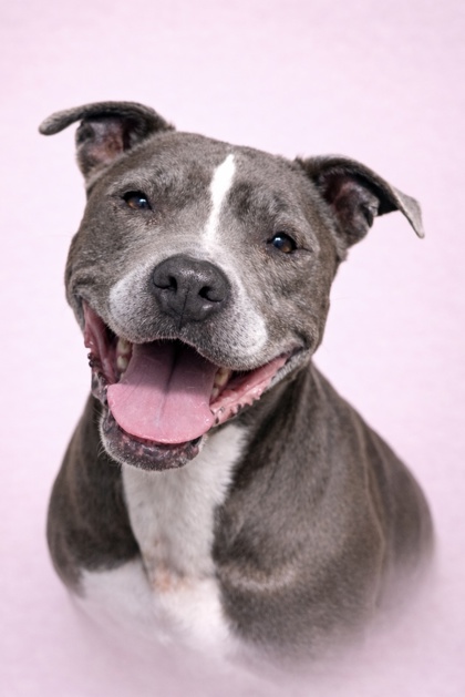 HELEN++ - Mixed Breed, Large (over 44 lbs fully grown) / Mix available for adoption