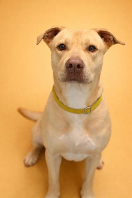 HONEYBUN++ - Mixed Breed, Large (over 44 lbs fully grown) / Mix available for adoption