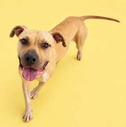 J. ROLL - Mixed Breed, Medium (up to 44 lbs fully grown) / Mix available for adoption
