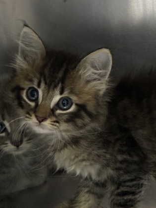 PARSLEY - Domestic Shorthair / Mix for adoption in Jacksonville
