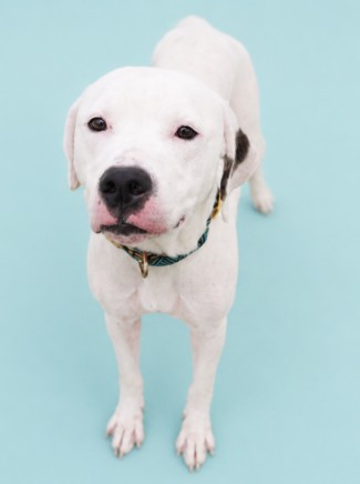 ASPEN - Mixed Breed, Large (over 44 lbs fully grown) / Mix available for adoption