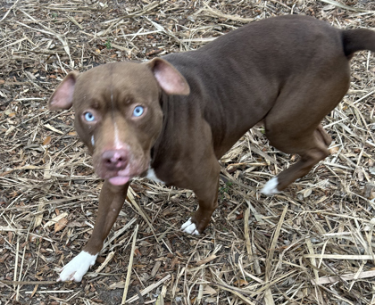 TRES + - Mixed Breed, Large (over 44 lbs fully grown) / Mix available for adoption