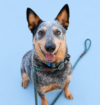 BAYLER - Mixed Breed, Medium (up to 44 lbs fully grown) / Mix available for adoption