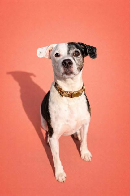 HARRISON - Mixed Breed, Medium (up to 44 lbs fully grown) / Mix for adoption in Jacksonville