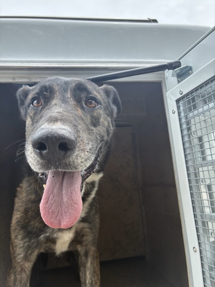ROCKET - Mixed Breed, Large (over 44 lbs fully grown) / Mix available for adoption